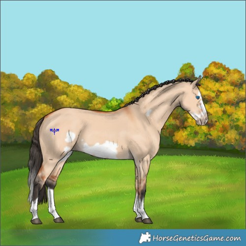 Horse Color:Bay Dun Splash Frame 