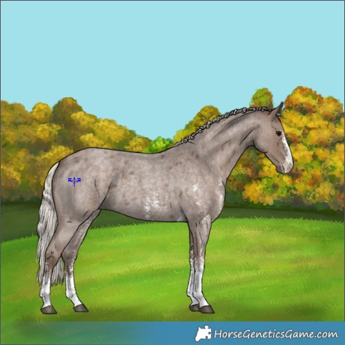 Horse Color:Silver Blue Roan Sabino 