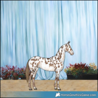 Horse Color:Liver Red Dun Appaloosa Brindle 