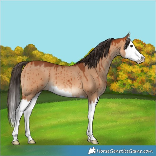 Horse Color:Bay Dun Splash Brindle 