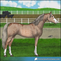 Horse Color:Red Dun Mushroom Brindle