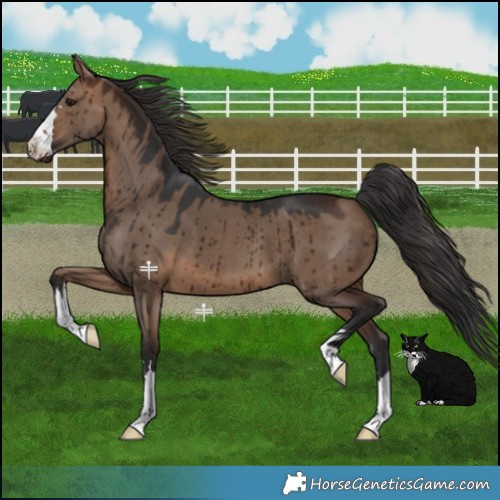 Horse Color:Brown Dun Brindle 