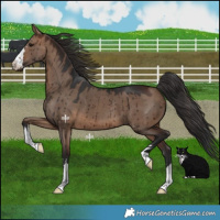 Horse Color:Brown Dun Brindle