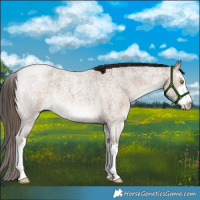 Horse Color:White Spotted Liver Red Dun Roan 