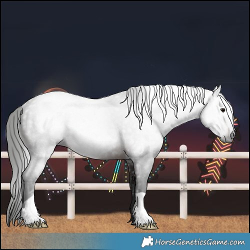 Horse Color:Gray Bay Rabicano 