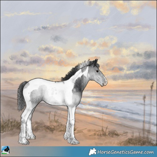 Horse Color:Black Tobiano Rabicano 