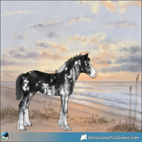 Horse Color:White Spotted Black Ice Rabicano 