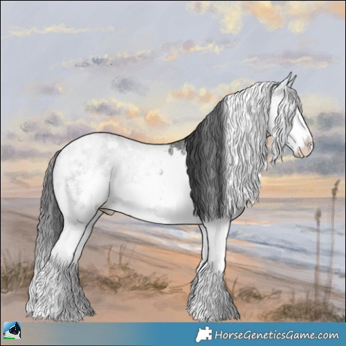 Horse Color:White Spotted Black Ice Splash Rabicano 