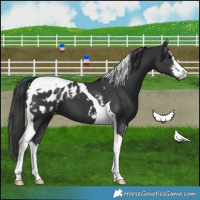 Horse Color:White Spotted Black Tobiano Appaloosa 