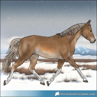 Horse Color:White Spotted Chocolate Palomino Mushroom Tobiano Rabicano