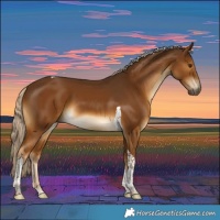 Horse Color:Chocolate Palomino Tobiano 