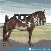 Horse Color:White Spotted Liver Chestnut Rabicano 
