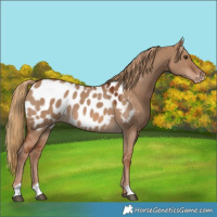 Horse Color:Red Dun Appaloosa 