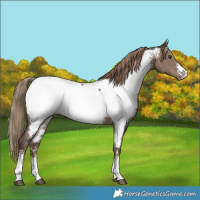 Horse Color:Liver Red Dun Sabino Near Fewspot 