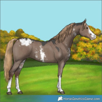 Horse Color:Liver Red Dun Sabino Appaloosa