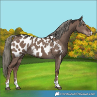 Horse Color:Liver Red Dun Mushroom Appaloosa 