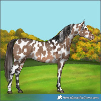 Horse Color:Bay Dun Appaloosa 