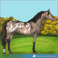 Horse Color:Bay Dun Appaloosa Brindle 