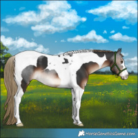 Horse Color:Liver Chestnut Tobiano 