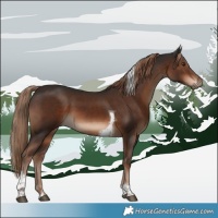 Horse Color:Liver Chestnut Tobiano 