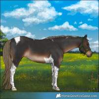 Horse Color:Liver Chestnut Tobiano 