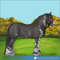 Horse Color:White Spotted Black 
