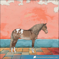 Horse Color:Liver Red Dun Appaloosa