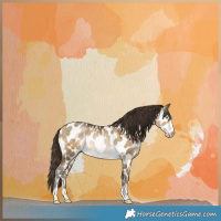 Horse Color:Gray Buckskin Pearl Dun Near Leopard 