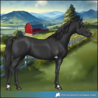 Horse Color:Black 