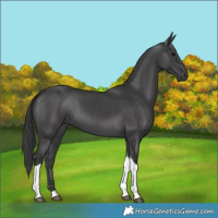 Horse Color:Black Tobiano 