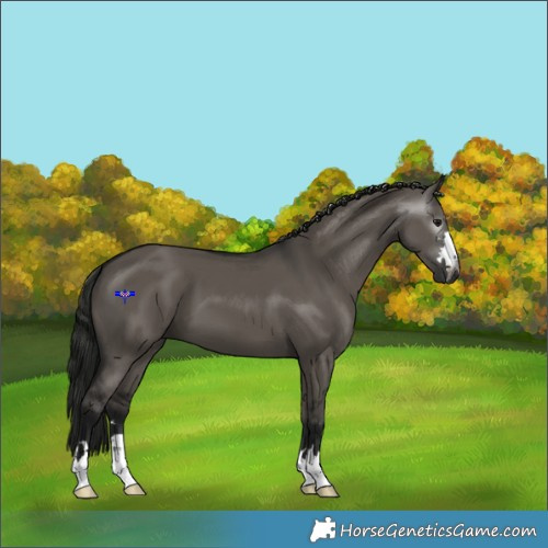 Horse Color:Gray Grullo 