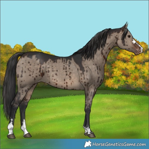 Horse Color:Brown Dun Varnish Brindle 