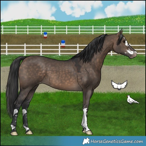 Horse Color:Brown Dun Appaloosa 