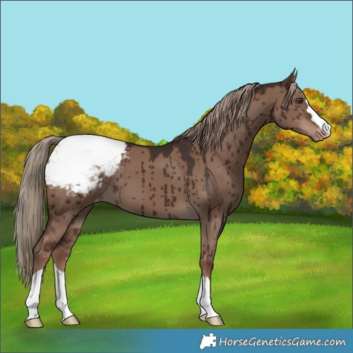 Horse Color:Liver Red Dun Snowcap Brindle 