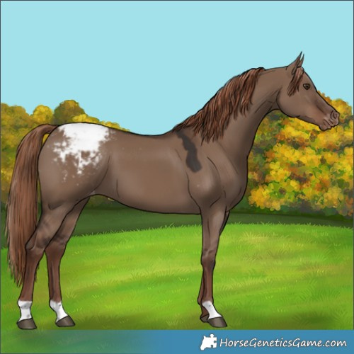 Horse Color:Liver Red Dun Varnish 