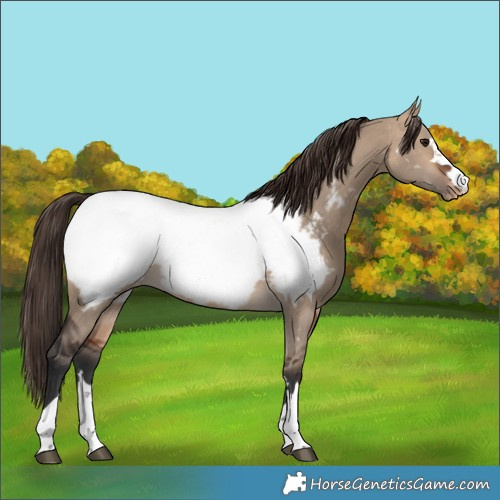 Horse Color:Bay Dun Near Fewspot 