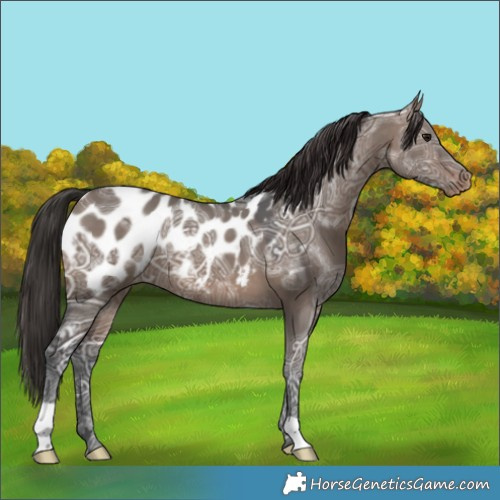 Horse Color:Brown Ice Dun Appaloosa 