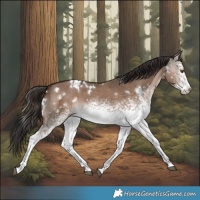 Horse Color:White Spotted Liver Red Dun 