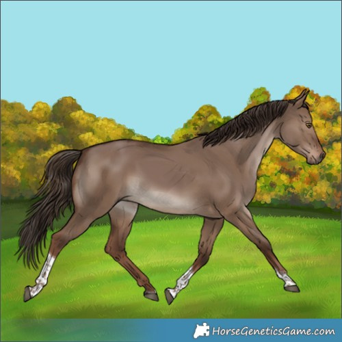 Horse Color:Liver Red Dun Tobiano