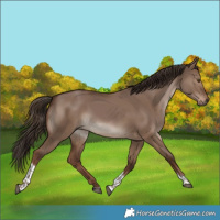Horse Color:Liver Red Dun Tobiano