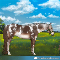 Horse Color:White Spotted Liver Chestnut 