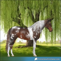 Horse Color:White Spotted Liver Chestnut Tobiano 