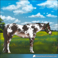 Horse Color:White Spotted Liver Chestnut 