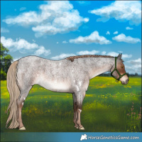 Horse Color:White Spotted Liver Red Roan 