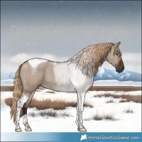 Horse Color:Liver Red Dun Tobiano 