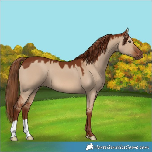 Horse Color:Red Dun 