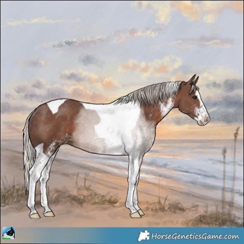Horse Color:White Spotted Silver Black Splash Tobiano Rabicano