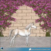 Horse Color:White Spotted Palomino Pearl Rabicano 