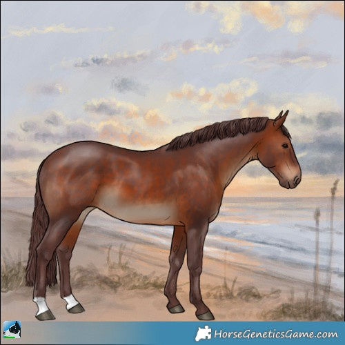 Horse Color:Chocolate Bay 