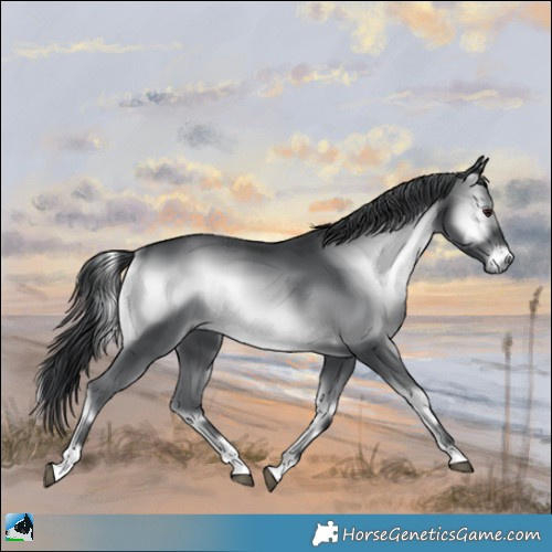 Horse Color:Blue Onyx Chinchilla